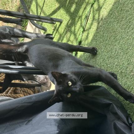 Photo de chat perdu à Reims