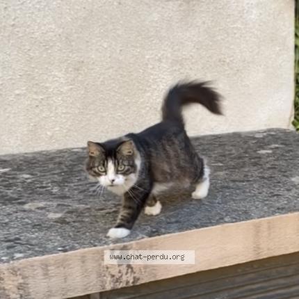 Photo de chat perdu à Lyon