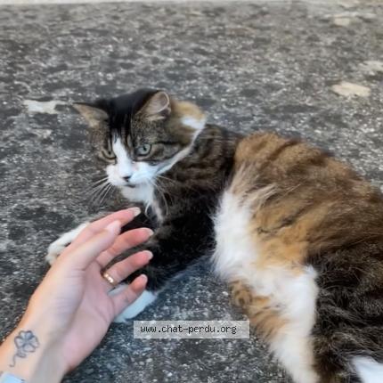 Photo 2/2 Chat retrouvé Perdu à Lyon