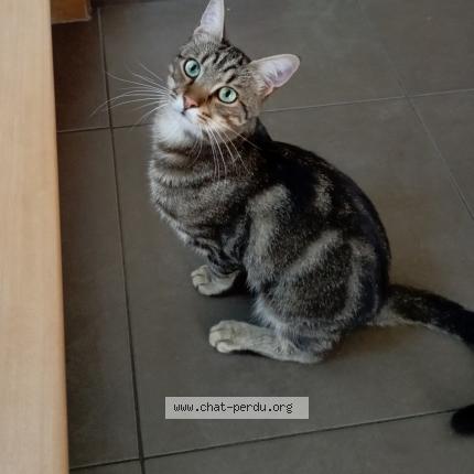 Photo 1/1 Gizmo Chat perdu à Berstett