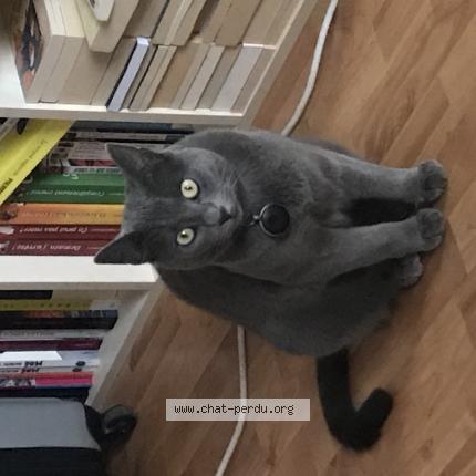 Photo 1/1 Fifille Chat perdu à Wasselonne