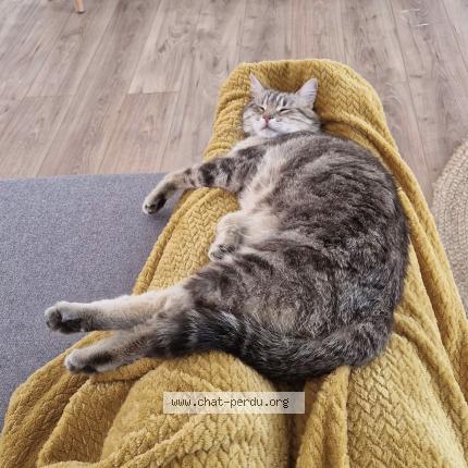 Photo 1/1 Chat retrouvé Perdu à La Souterraine