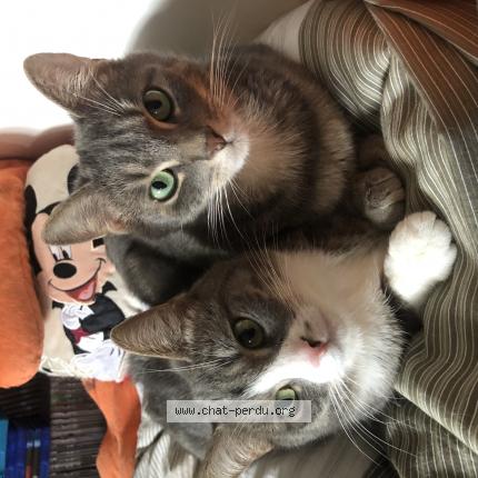 Photo 1/1 June Chat perdu à Mantes la ville