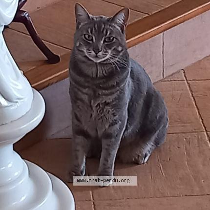 Photo de chat perdu à Saint Maxime
