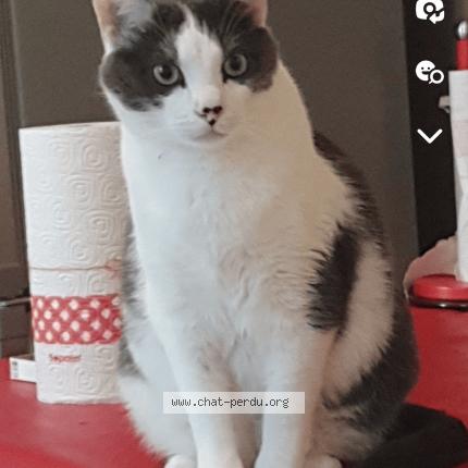 Photo 1/1 Grisouille Chat perdu à Montgeron