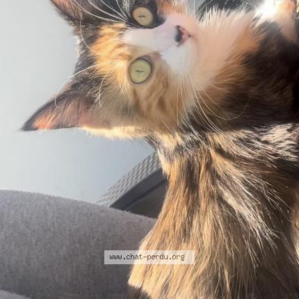 Photo 1/1 Woopie Chat perdu à Pessac