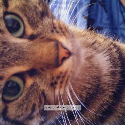 Photo 1/1 Chat retrouvé Perdu à Castelnau Le Lez