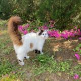 Photo de chat perdu à Ares