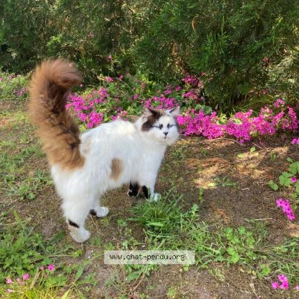 Photo 1/1 Chat retrouvé Perdu à Ares