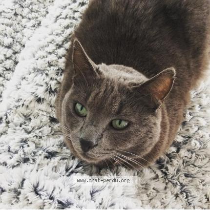 Photo de chat perdu à La Valette Du Var