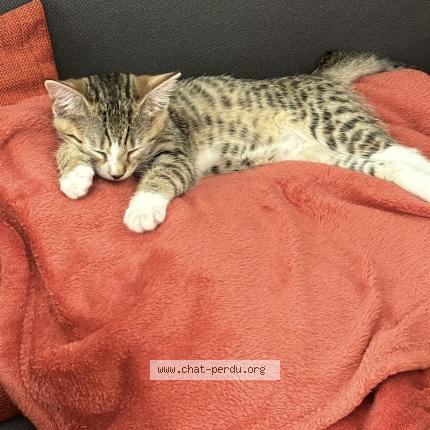 Photo 1/1 Pims Chat perdu à Tallende