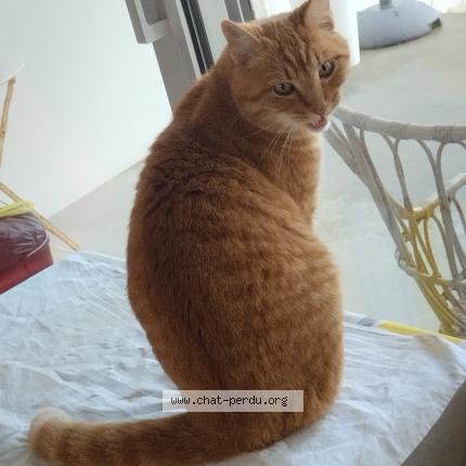 Photo 1/1 Muffin Chat perdu à Poissy