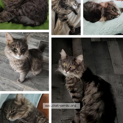 Photo 1/5 Frimousse Chat perdu à Lozinghem