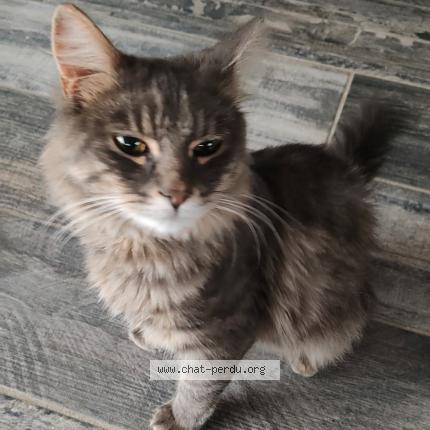 Photo 2/5 Frimousse Chat perdu à Lozinghem