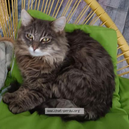 Photo 3/5 Frimousse Chat perdu à Lozinghem