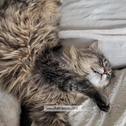 Photo 4/5 Frimousse Chat perdu à Lozinghem