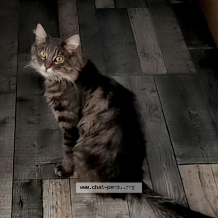 Photo 5/5 Frimousse Chat perdu à Lozinghem
