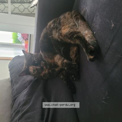 Photo 1/1 Chat retrouvé Perdu à Gisors