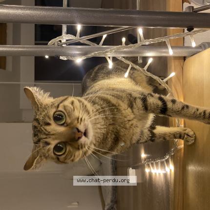 Photo 1/1 Polak Chat perdu à Allauch