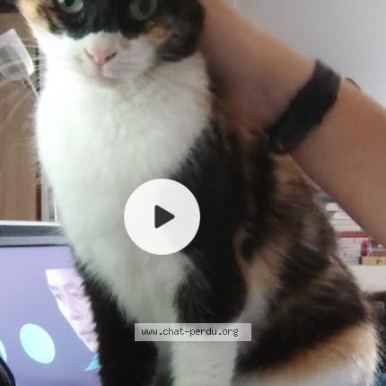 Photo de chat perdu à Courcelles Les Gisors