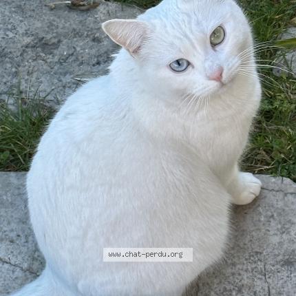 Photo de chat perdu à Cannes