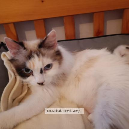 Photo 1/1 Sol&eacute;a Chat perdu à Aire sur l adour