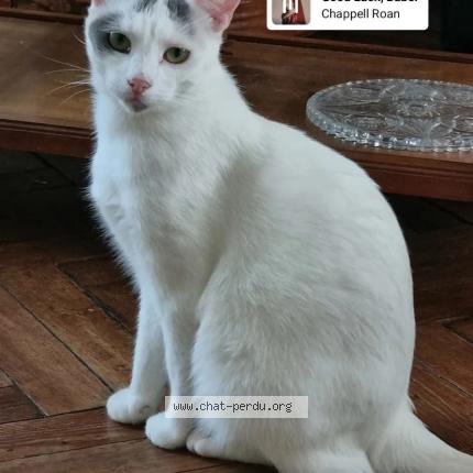 Photo 1/1 Chat retrouvé Perdu à Armentieres
