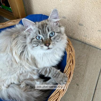 Photo 1/1 Chat retrouvé Perdu à Pierre Benite