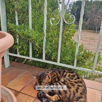 Photo 1/1 Saphir Chat perdu à Le soler