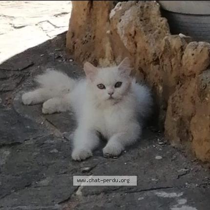 Photo de chat perdu à Hendaye