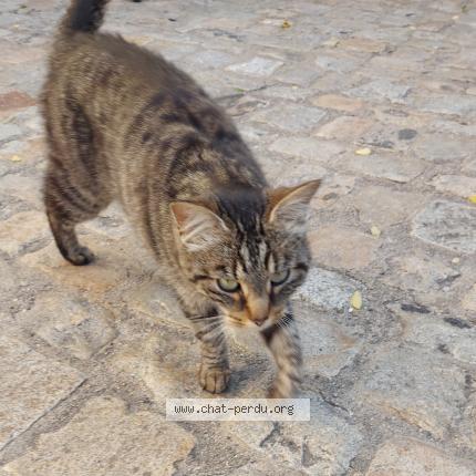 Photo 1/1 Chat retrouvé Trouvé à Le Monastier Sur Gazeille