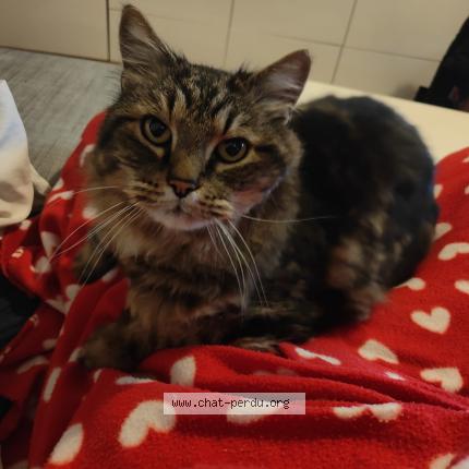 Photo 1/1 Chat retrouvé Perdu à Saint Julien En Genevois