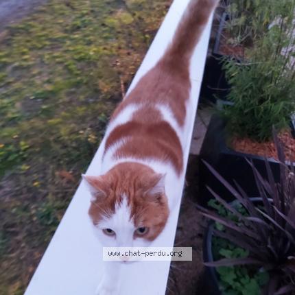Photo 1/1 Chat retrouvé Perdu à Vertou