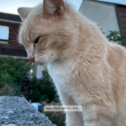 Photo 1/1 Chat retrouvé Perdu à Bondoufle