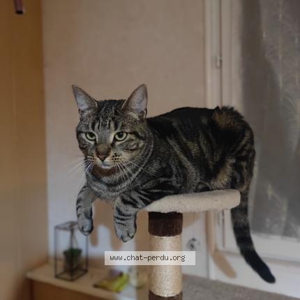 Photo de chat perdu à Boubers Sur Canche
