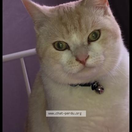 Photo de chat perdu à Portet Sur Garonne
