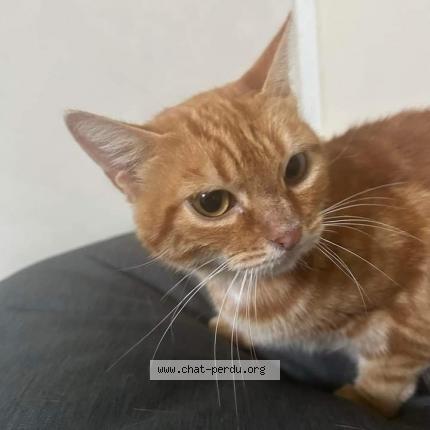 Photo de chat perdu à Creteil