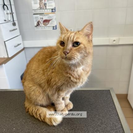Photo 1/1 Chat retrouvé Perdu à Compiegne