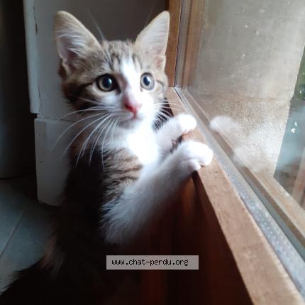 Photo de chat perdu à Chaumont