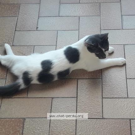 Photo de chat perdu à Yvrac