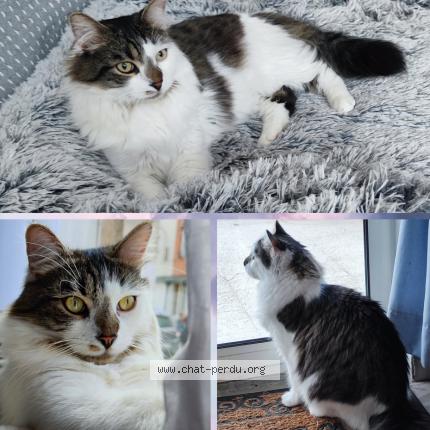 Photo 1/1 Chat retrouvé Perdu à Fleury Les Aubrais