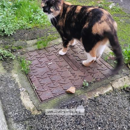 Photo de chat trouvé à Dreux