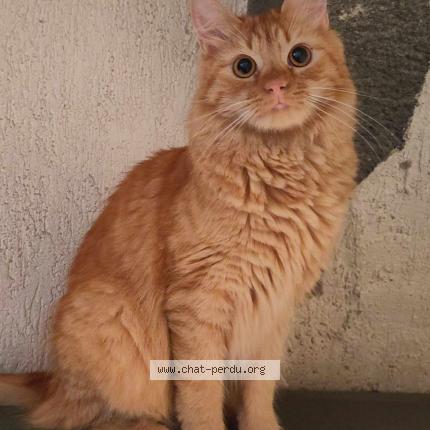 Photo 1/1 Hélios Chat perdu à Chas