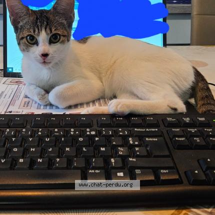 Photo de chat perdu à Maizieres Les Metz