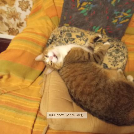 Photo de chat perdu à Lorrez Le Bocage