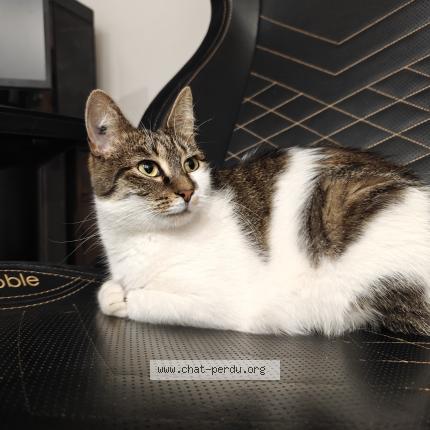 Photo de chat perdu à Fontaine Les Dijon