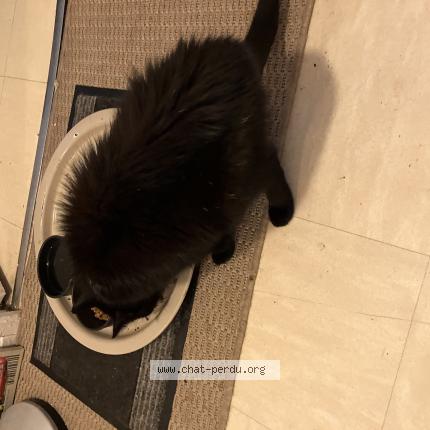 Photo de chat trouvé à Le Kremlin Bicetr