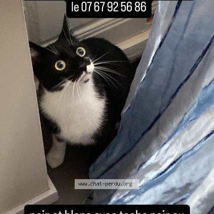 Photo de chat perdu à Ecuisses