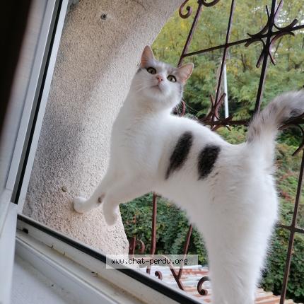 Photo de chat trouvé à Branoux Les Taillades