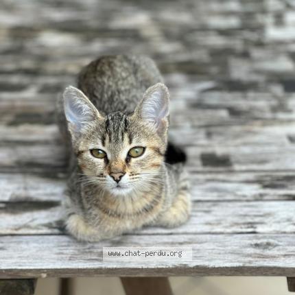 Photo de chat perdu à Maisons Alfort